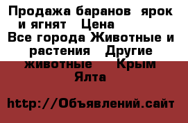 Продажа баранов, ярок и ягнят › Цена ­ 3 500 - Все города Животные и растения » Другие животные   . Крым,Ялта